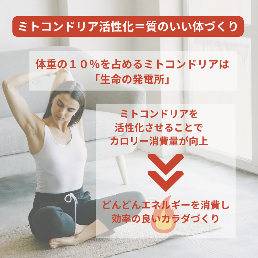 インターナルリセット フォーミュラ０５ ～インパクトボディバーン～（６０包）ダイエット＆エイジングケアサプリメント