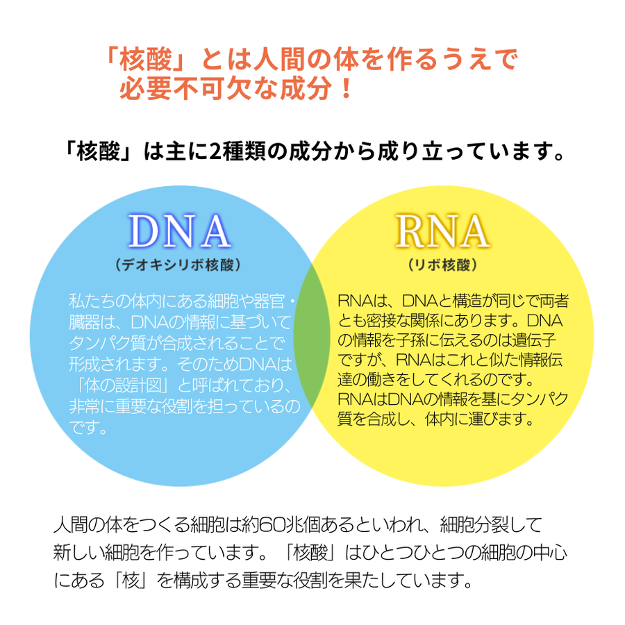 水溶性核酸ドリンク ＣＥＬＬＢＥ セルビー（７２０ｍｌ）核酸入りエイジングケアドリンク