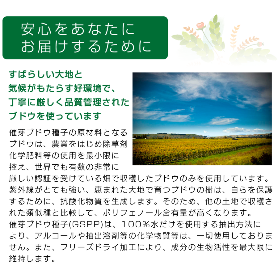 ハイブリッドリボーン／ｉＧＳ４０００ レスベラ　（３０カプセル）特許成分 催芽ブドウ種子・ＧＳＰＰ高配合